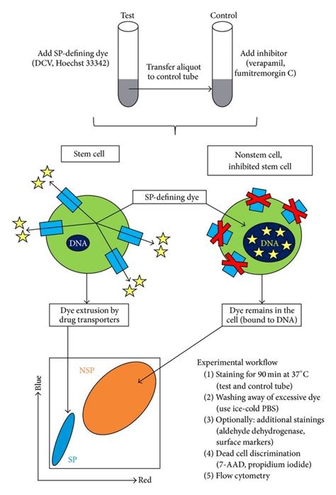 Principle and workflow of SP detection. SP-defining dyes are lipophilic... | Download Scientific ...