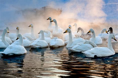 Lake Kussharo Swans