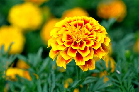 Download Yellow Flower Flower Nature Marigold HD Wallpaper