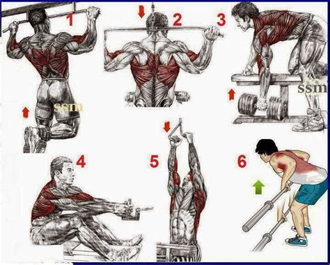 This a simple exercises for the begining's bodybuilding ~ fitness ...