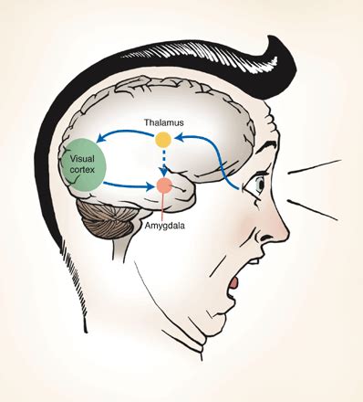 Fear and Trembling in the Amygdala | Science