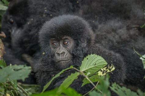 Baby Mountain Gorilla in the Virunga National Park. Stock Photo - Image of park, republic: 70145370