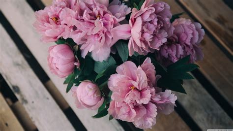 Peony Wallpaper (60+ images)