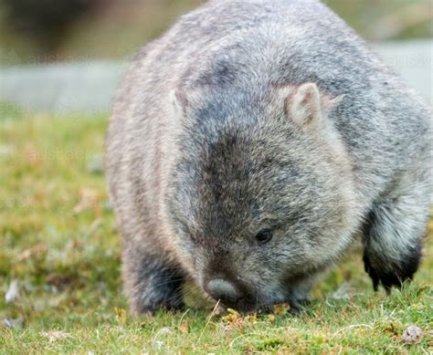 Image of wombat eating grass - Austockphoto