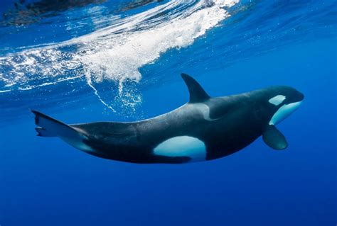 Pacific killer whales are dying — new research shows why | Salon.com