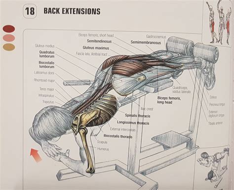 weightlifting - How does back extension work? - Physical Fitness Stack ...