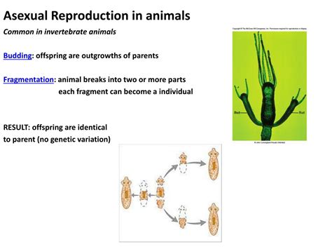 PPT - Kingdom Animalia: Reproduction PowerPoint Presentation, free download - ID:9600419