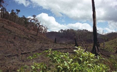 Madagascar Tropical RainForest : Current Human Impacts