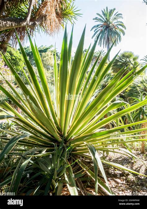 Furcraea selloa var. marginata Stock Photo - Alamy