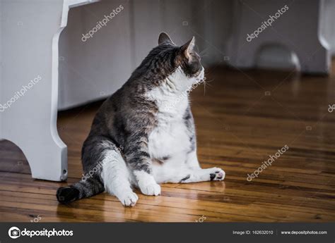 Funny Fat Cat Sitting in the Kitchen Stock Photo by ©aetb 162632010