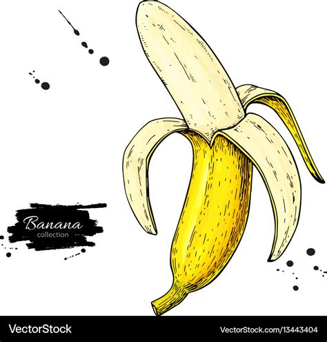 Banana drawing isolated hand drawn peel Royalty Free Vector