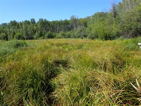 Introduction to the Wetland Plants of British Columbia > Columbia Mountains Institute of Applied ...