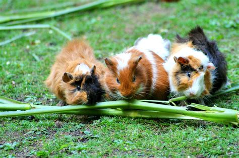 Care of Pregnant Guinea Pigs - New Plymouth Vet Group