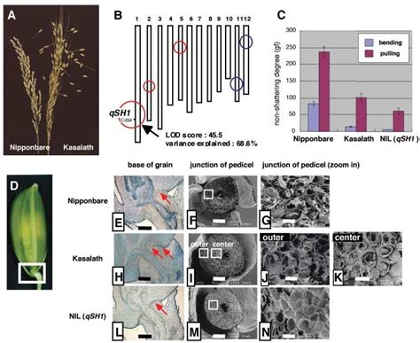 qSH1 is required for formation of the abscission layer at the base of... | Download Scientific ...