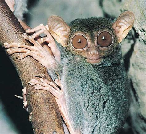 Tarsier (Latin Tarsius) is a genus of primate, which is divided by at ...