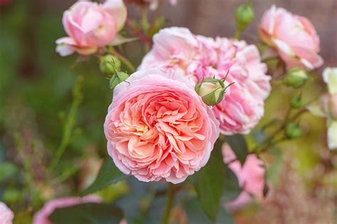 History About Rose Flower In English Age - Infoupdate.org