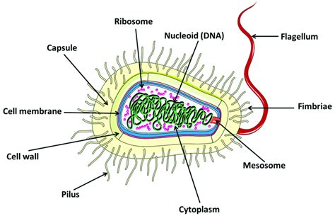 Structure of bacterial cell. | Download Scientific Diagram