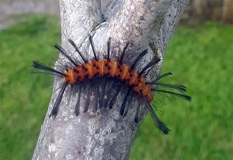 Oleander Caterpillar - What's That Bug?