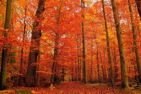 autumn, Forest, Trees, Landscape Wallpapers HD / Desktop and Mobile ...