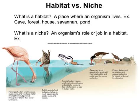 Niche And Habitat Community Interactions Evolution And