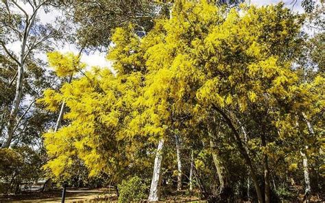 The Best Flowering Trees In Australia | Lawn.com.au