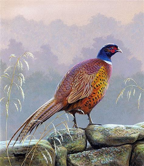 Pin by Ирина on птицы | Birds painting, Wildlife paintings, Pheasant