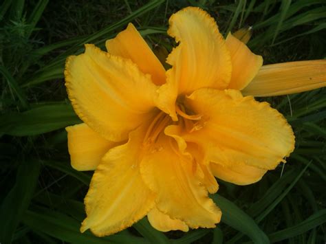 Yellow Daylily | Day lilies, Plants, Daylilies