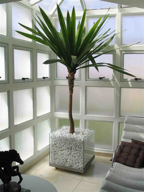 Plantas Para Interiores - Wdicas