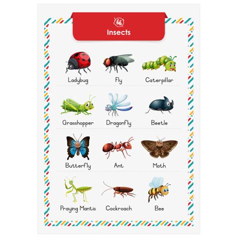 Educational Downloadable Poster: Insects (English) - Besige Breintjies