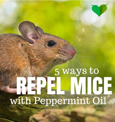 Learn how to get rid of mice naturally! Try this cheap and easy home remedy with Peppermint oil ...