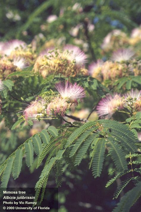 Albizia Julibrissin, Pink Siris Plant | ubicaciondepersonas.cdmx.gob.mx