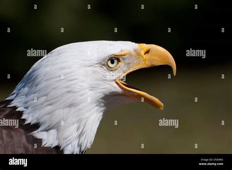 Close-up of a Bald Eagle Stock Photo - Alamy