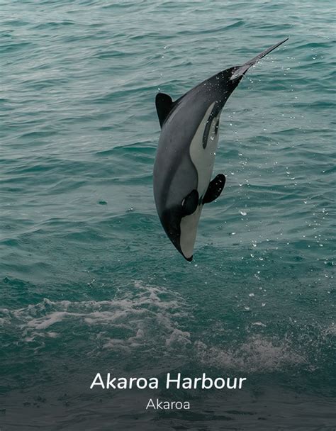 Akaroa Harbour - Habo Cruise