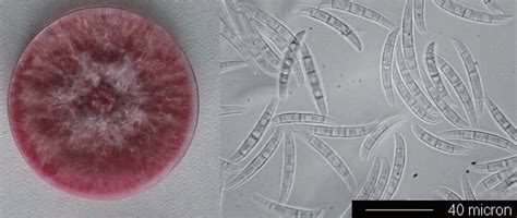 Fusarium graminearum on potato dextrose agar (PDA) and macroconidia. | Download Scientific Diagram