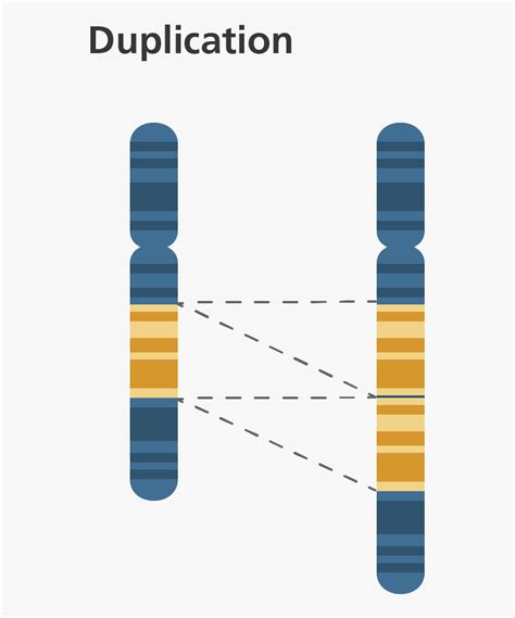 Chromosome Duplication , Png Download - Gene Duplication Genetics ...