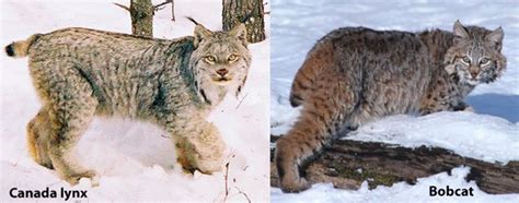 Pictures Of Lynx And Bobcat, Canada Lynx Washington Department Of Fish ...