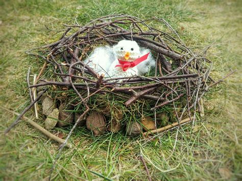 Focusing On Our Feathered Friends: 10 Awesome Bird Nest Activities For Preschoolers - Teaching ...