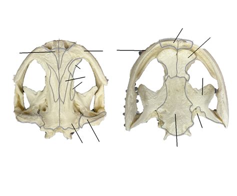 Giant Salamander Skull Label Diagram | Quizlet