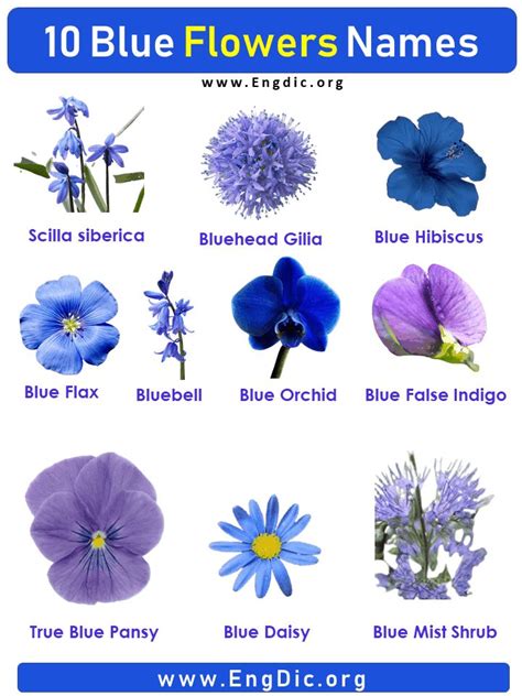 10 Blue Flowers names with Pictures, Flower Names | Blue flower names, Flower names, Types of ...