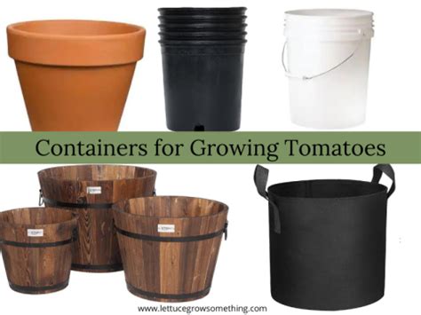 The Best Tomatoes to Grow in Containers & Tips for Finding Container Gardening Success - Lettuce ...