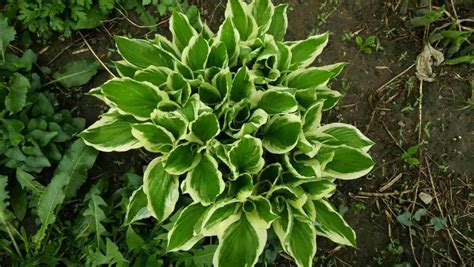 How to Plant Hosta Seeds - Home Soils