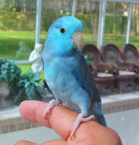 Incredible Cobalt Blue Parrotlet Male for Sale in Brandon, Florida Classified | AmericanListed.com