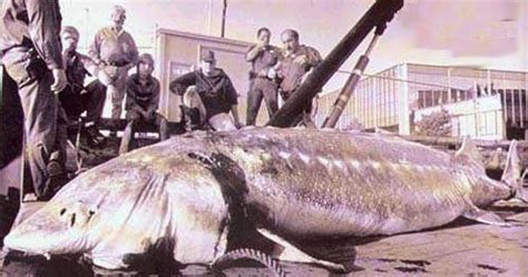 Big Fishes of the World: STURGEON BELUGA (Huso huso)