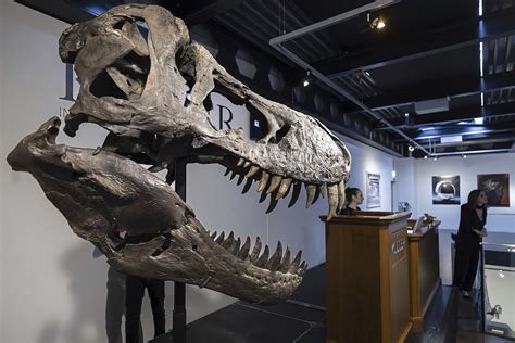 T. rex skeleton expected to fetch millions at Zurich auction | Daily Inter Lake