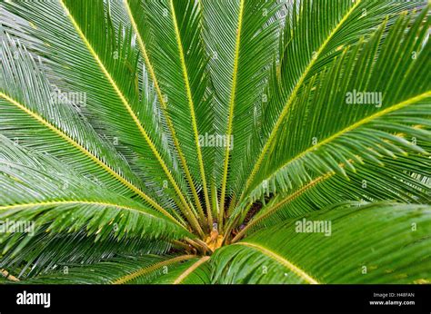 Palm fern, Cycas revoluta Stock Photo - Alamy