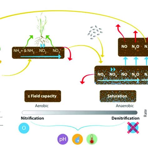 The nitrification-denitrification process that regulates change in the ...