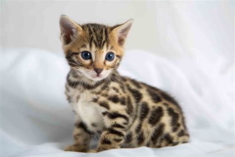 Mandy’s Bengals – Bengal Cat Breeder