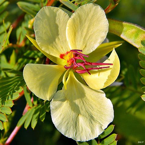 Partridge Pea – Quest for the Longleaf Pine Ecosystem