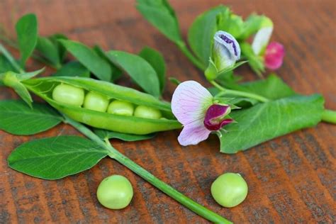 How To Grow Snow Peas In Your Garden | GARDENS NURSERY