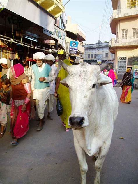 Holy Cow - India Travel Forum | IndiaMike.com